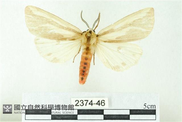 赭新污燈蛾藏品圖，第1張