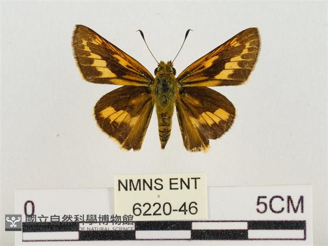 熱帶橙斑弄蝶藏品圖，第1張