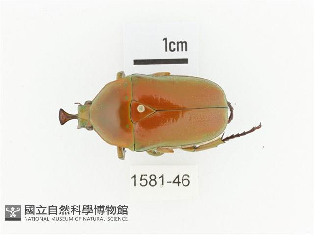 臺灣扇角金龜藏品圖，第1張