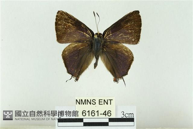 霓彩燕灰蝶藏品圖，第1張