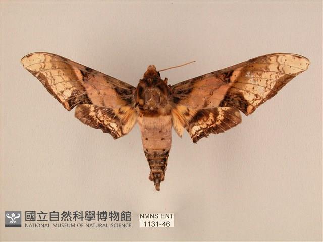 臀角斑天蛾藏品圖，第1張