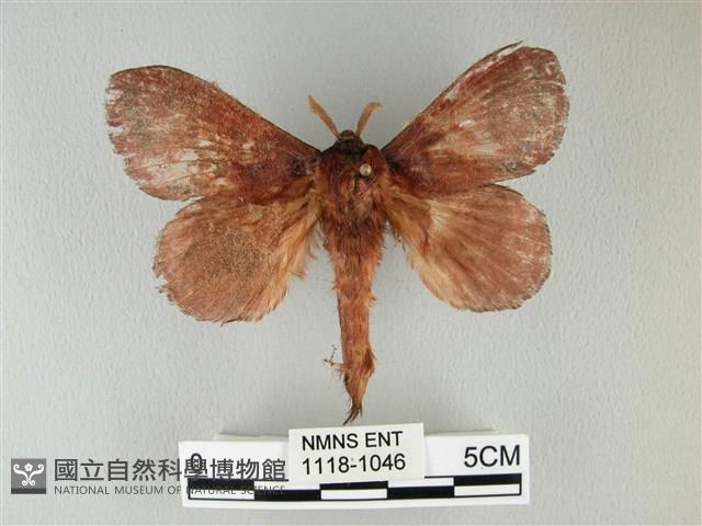 隱波紋枯葉蛾藏品圖，第1張