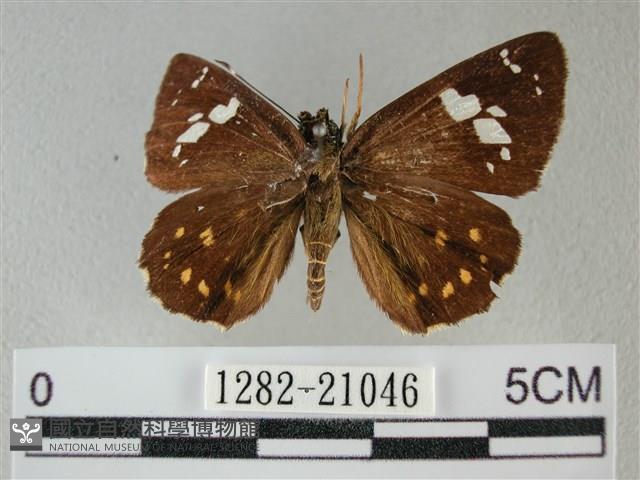 小星弄蝶藏品圖，第1張