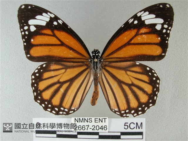 黑脈樺斑蝶藏品圖，第1張
