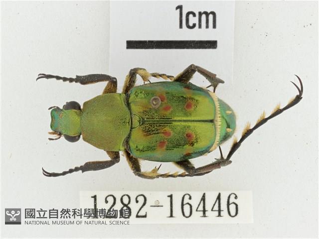 綠艷長腳花金龜藏品圖，第1張