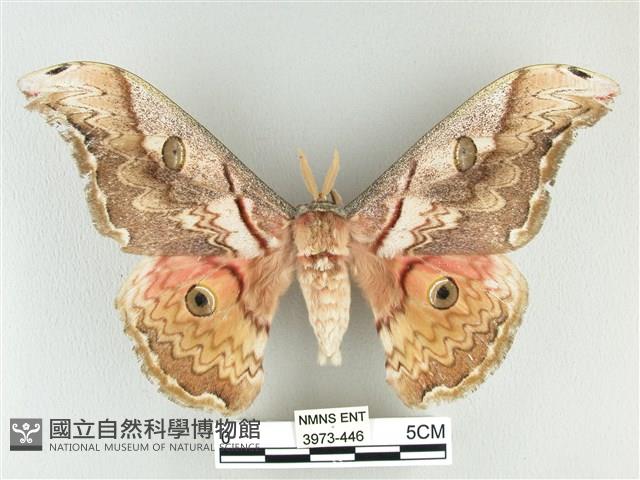 大綠目天蠶蛾藏品圖，第1張