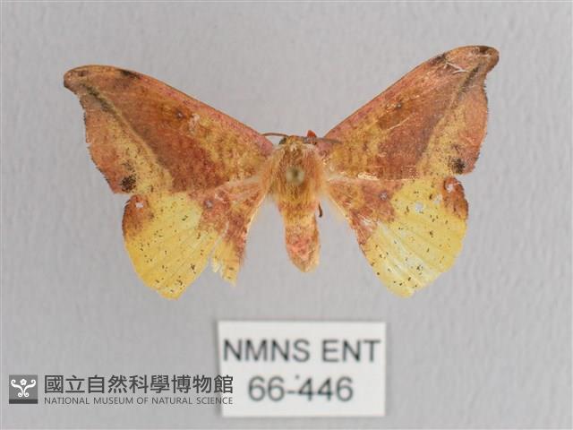 接骨木帶鉤蛾藏品圖，第1張