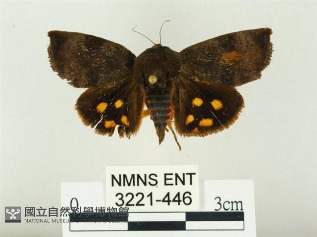 白星駝蛾藏品圖，第1張