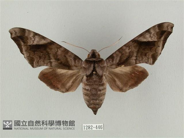 全緣缺角天蛾藏品圖，第1張