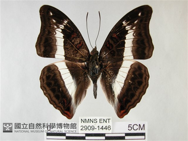 紫俳線蛺蝶藏品圖，第1張
