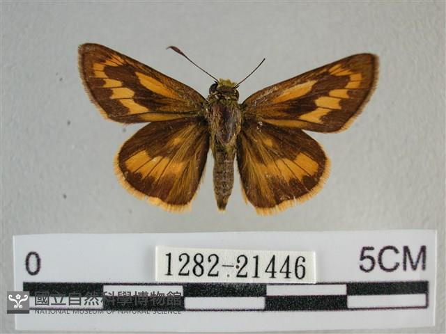 竹橙斑弄蝶藏品圖，第1張