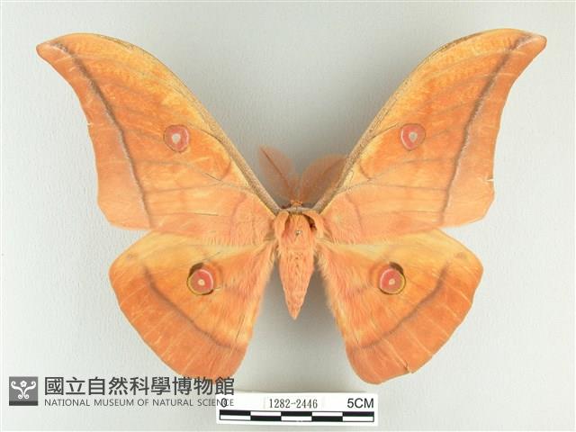 大透目天蠶蛾藏品圖，第1張