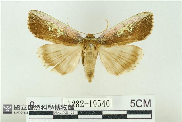 粉太波紋蛾藏品圖，第1張