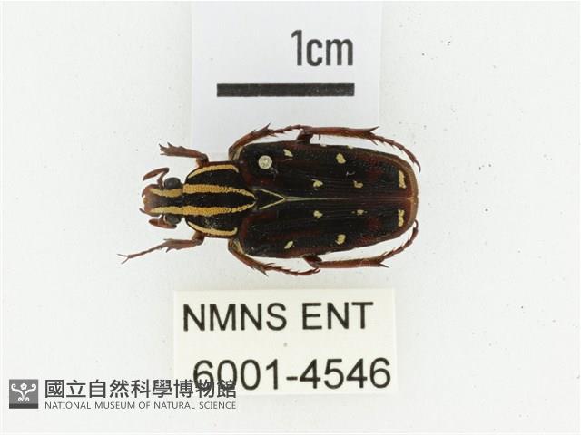 巴蘭陷紋金龜藏品圖，第1張