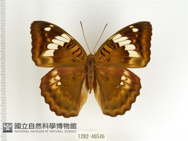 甲仙翠蛺蝶藏品圖，第1張