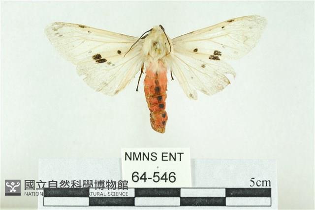 菊池污燈蛾藏品圖，第1張