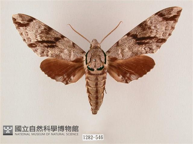 粗斜紋天蛾藏品圖，第1張