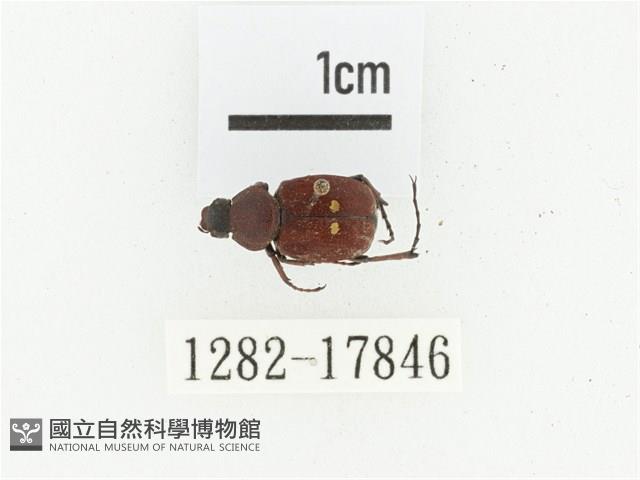 血紅虎斑花金龜藏品圖，第1張