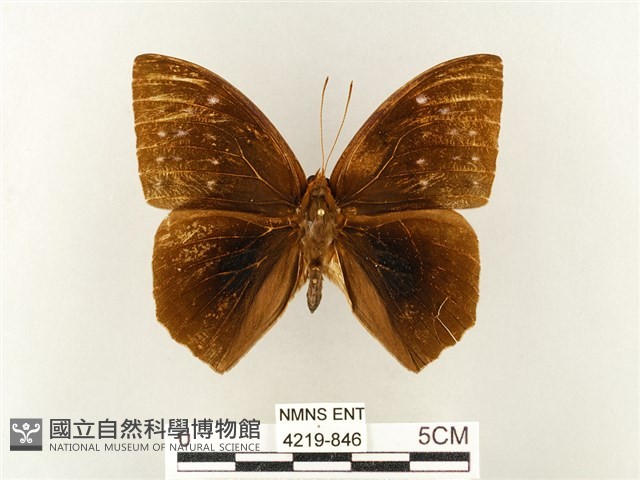 方環蝶藏品圖，第1張
