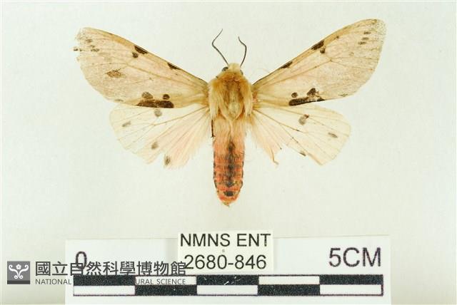 棍棒污燈蛾藏品圖，第1張