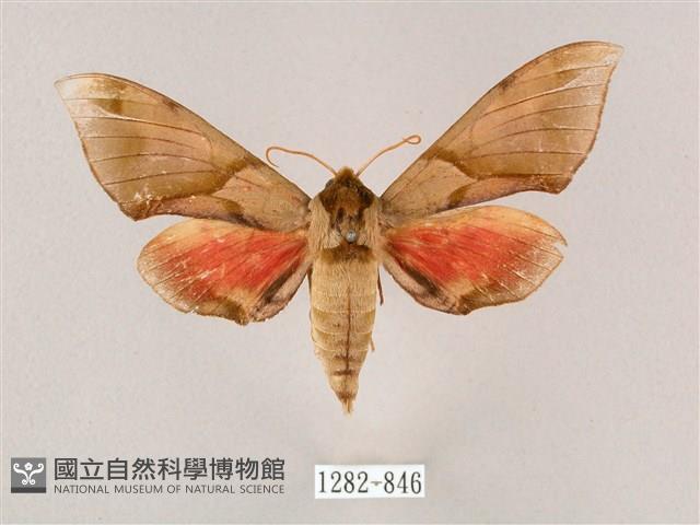 榆綠天蛾藏品圖，第1張