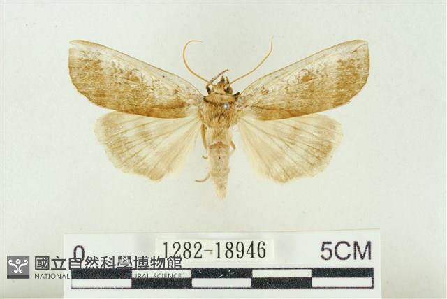 臺洒波紋蛾藏品圖，第1張