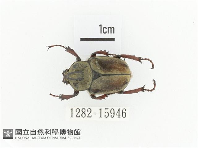 臺灣角金龜藏品圖，第1張