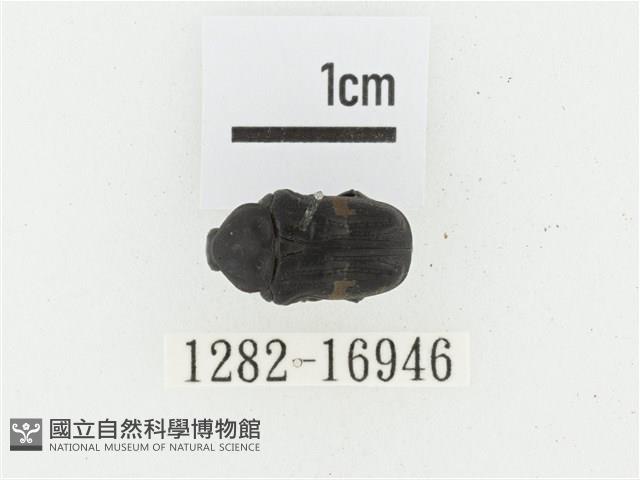 橫斑黑花金龜藏品圖，第1張