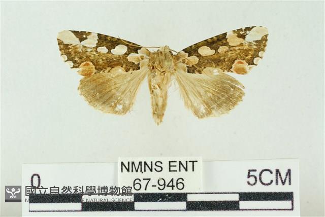 連珠波紋蛾藏品圖，第1張