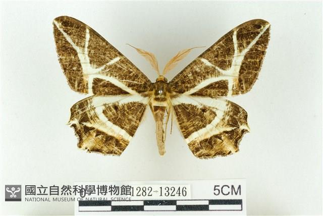 樹形尺蛾藏品圖，第1張