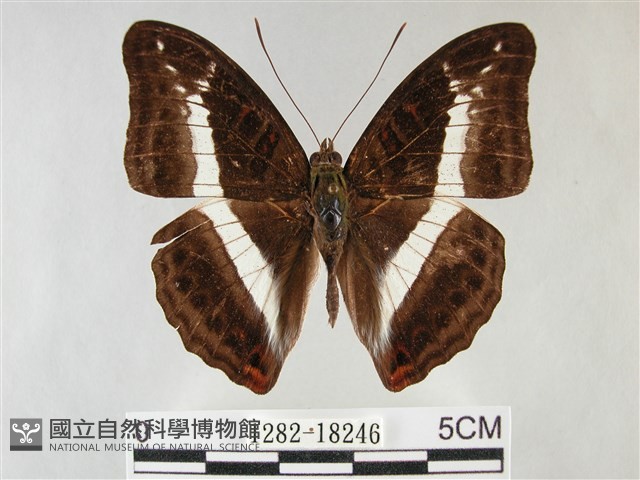紫俳線蛺蝶藏品圖，第1張