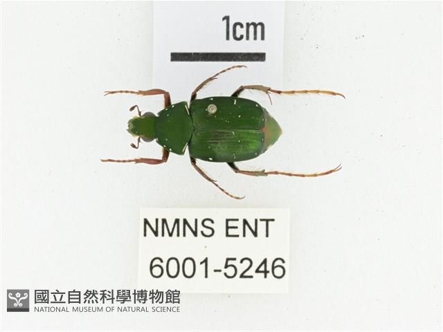 三輪長腳花金龜藏品圖，第1張