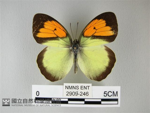 異粉蝶、雌白黃蝶藏品圖，第1張