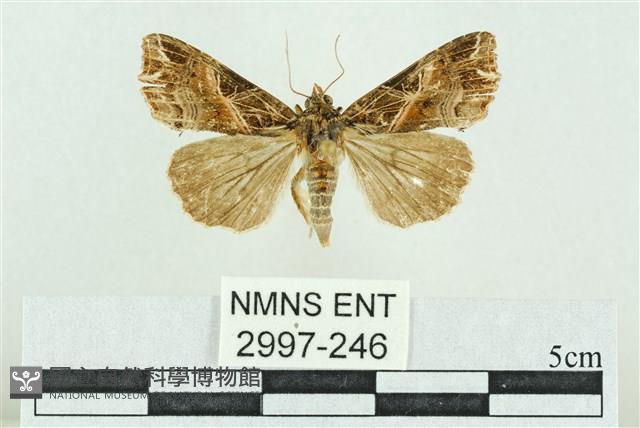 粉紅帶散紋夜蛾藏品圖，第1張