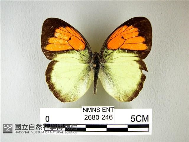 異粉蝶、雌白黃蝶藏品圖，第1張