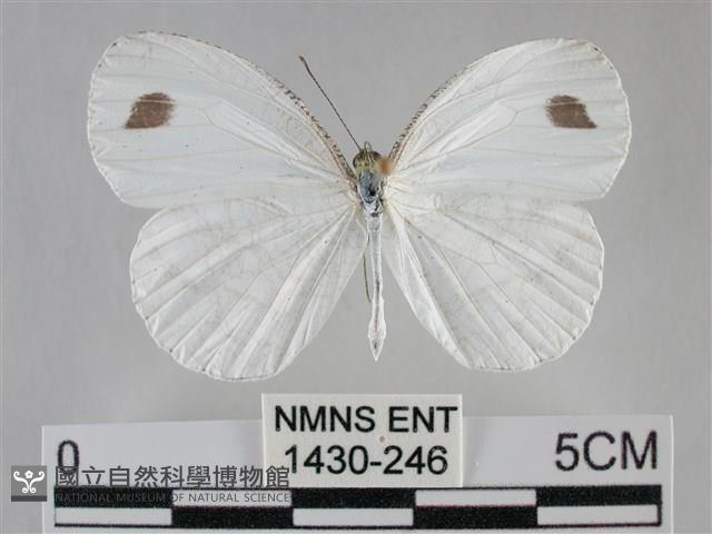 纖粉蝶、黑點粉蝶藏品圖，第1張