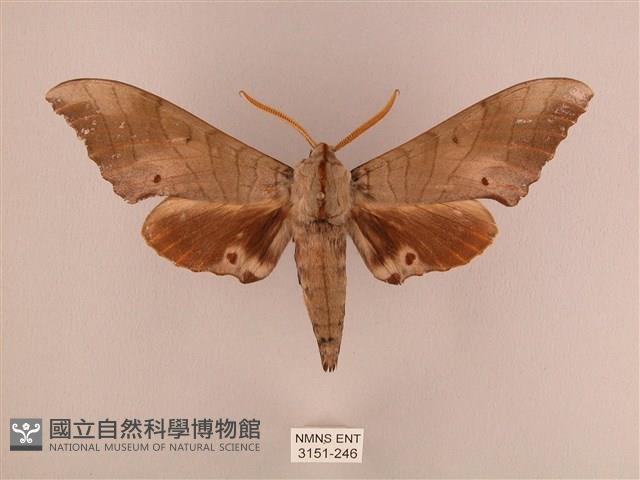 栗六點天蛾藏品圖，第1張