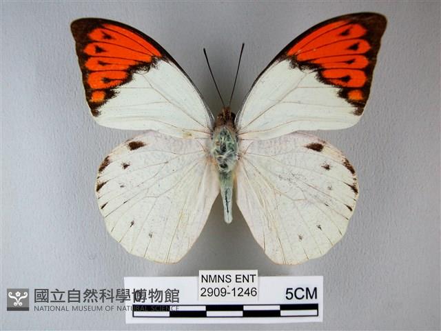 橙端粉蝶、端紅蝶藏品圖，第1張
