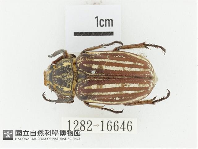 臺灣白條金龜藏品圖，第1張