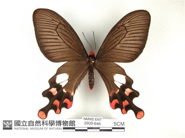 多姿麝鳳蝶藏品圖，第1張