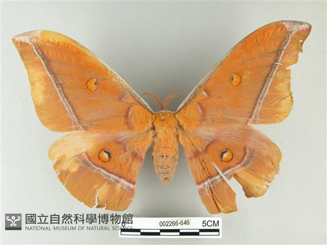 紅目天蠶蛾藏品圖，第1張