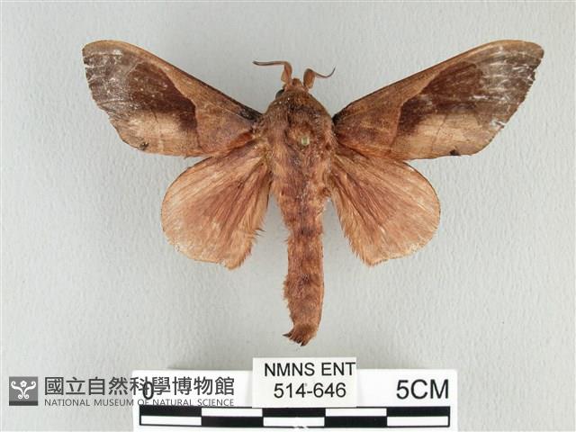 大褐斑枯葉蛾藏品圖，第1張