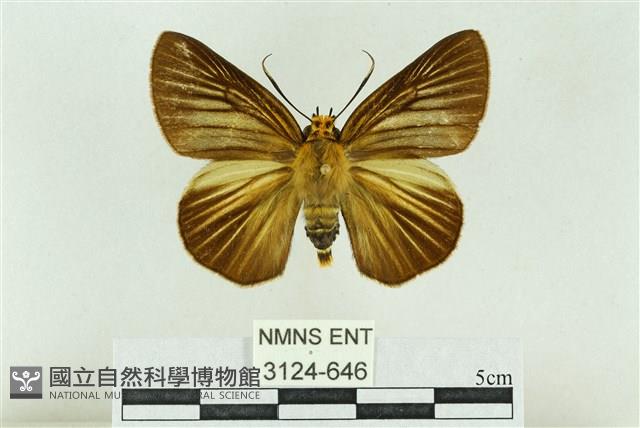 白傘弄蝶藏品圖，第1張