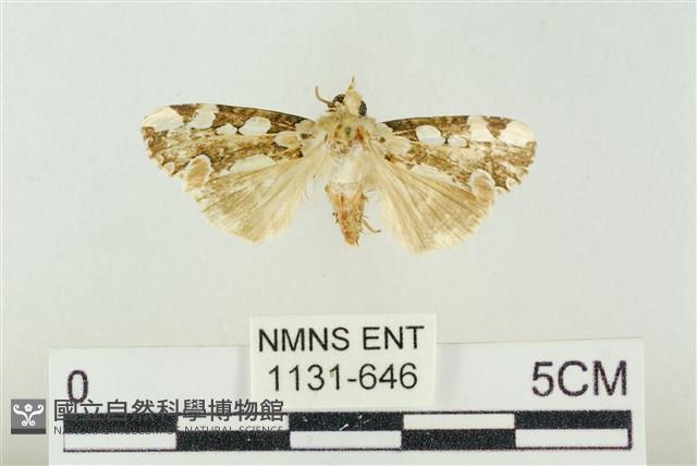 連珠波紋蛾藏品圖，第1張