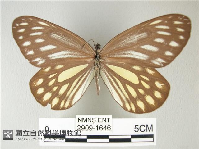 流星絹粉蝶藏品圖，第1張