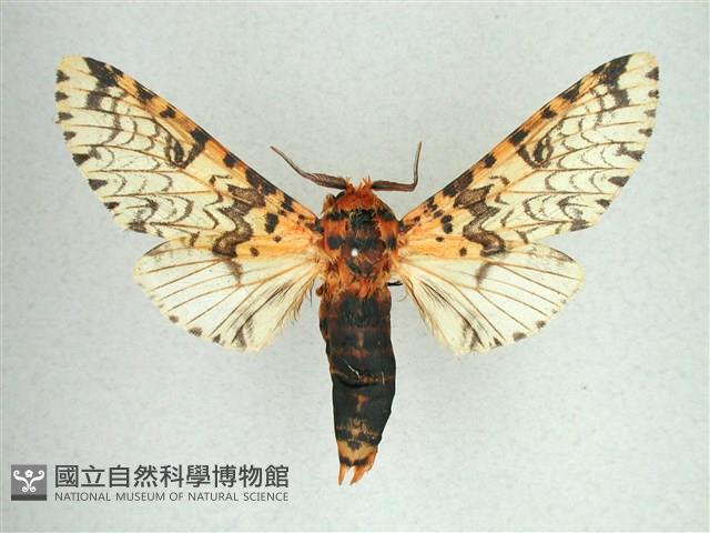 尖鋸舟蛾藏品圖，第1張