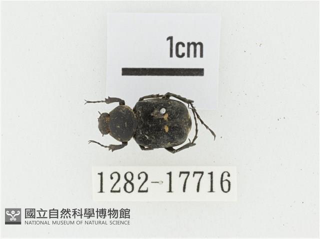 血紅虎斑花金龜藏品圖，第1張