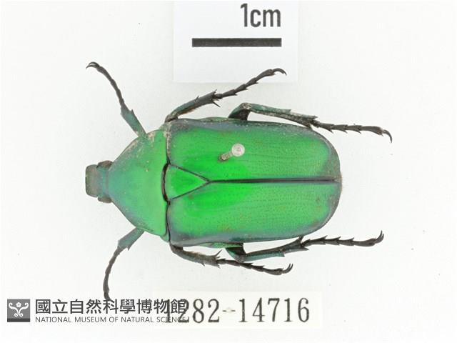 金艷騷金龜藏品圖，第1張