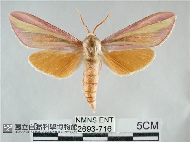 雙黃條天蛾藏品圖，第1張
