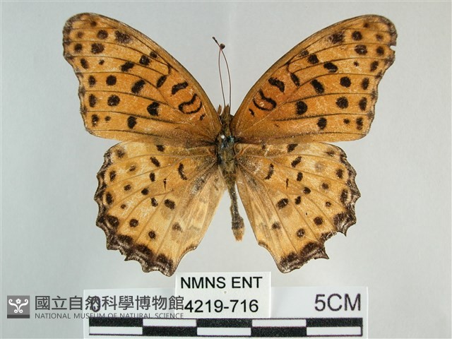 斐豹蛺蝶藏品圖，第1張
